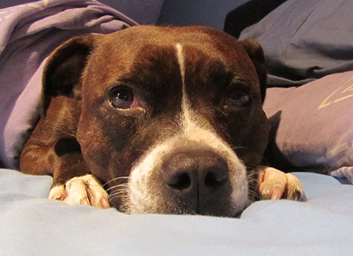 Dog on fireworks night Dog on fireworks night